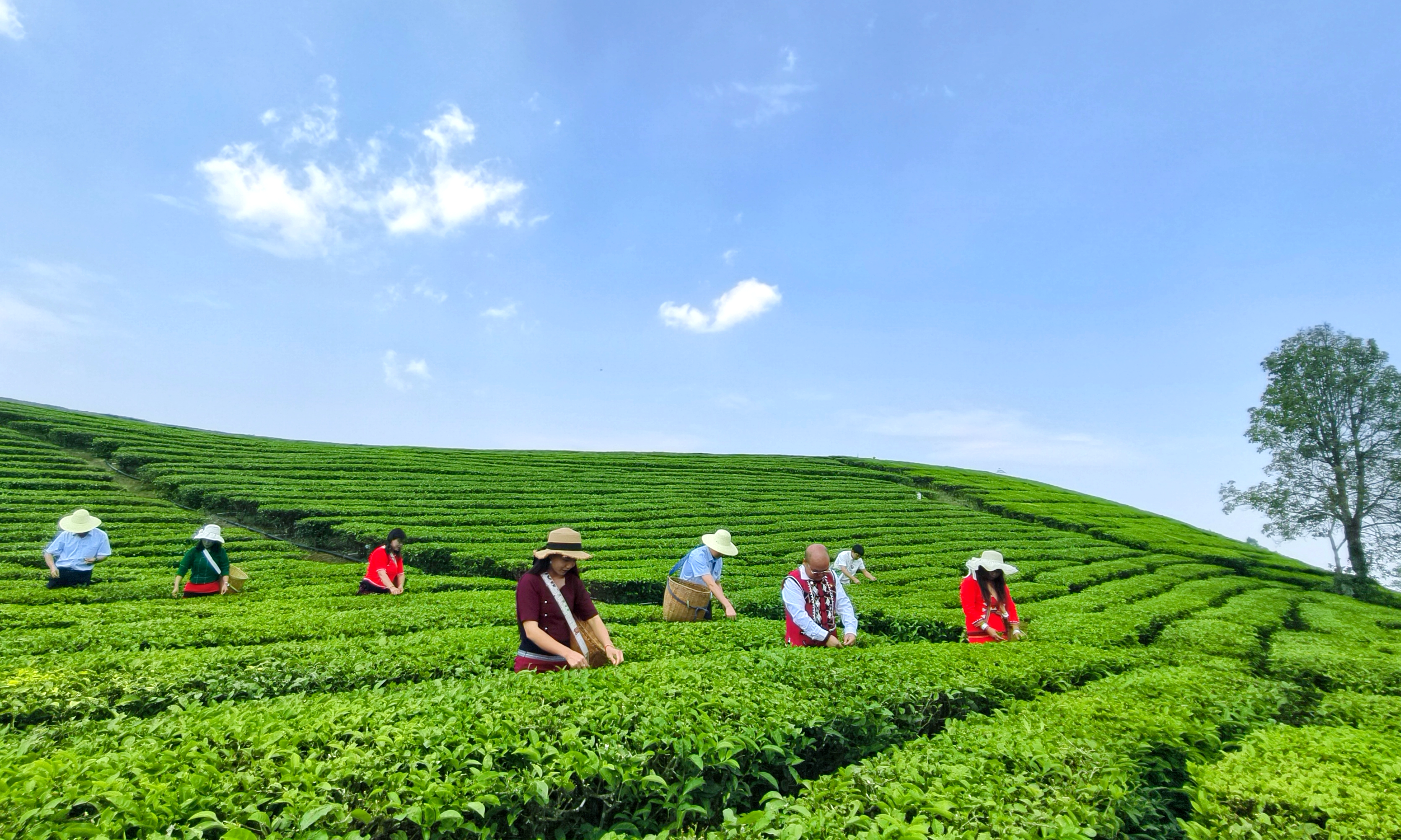 万亩茶园 建行临沧分行供图