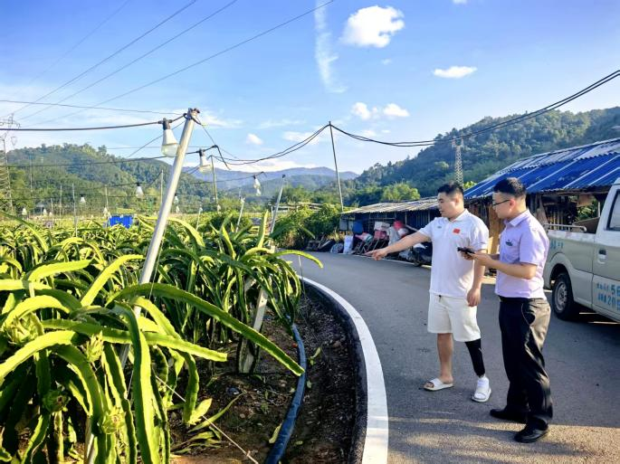 农行勐腊县支行工作人员深入岩温的火龙果种植基地了解融资需求 农行勐腊县支行供图