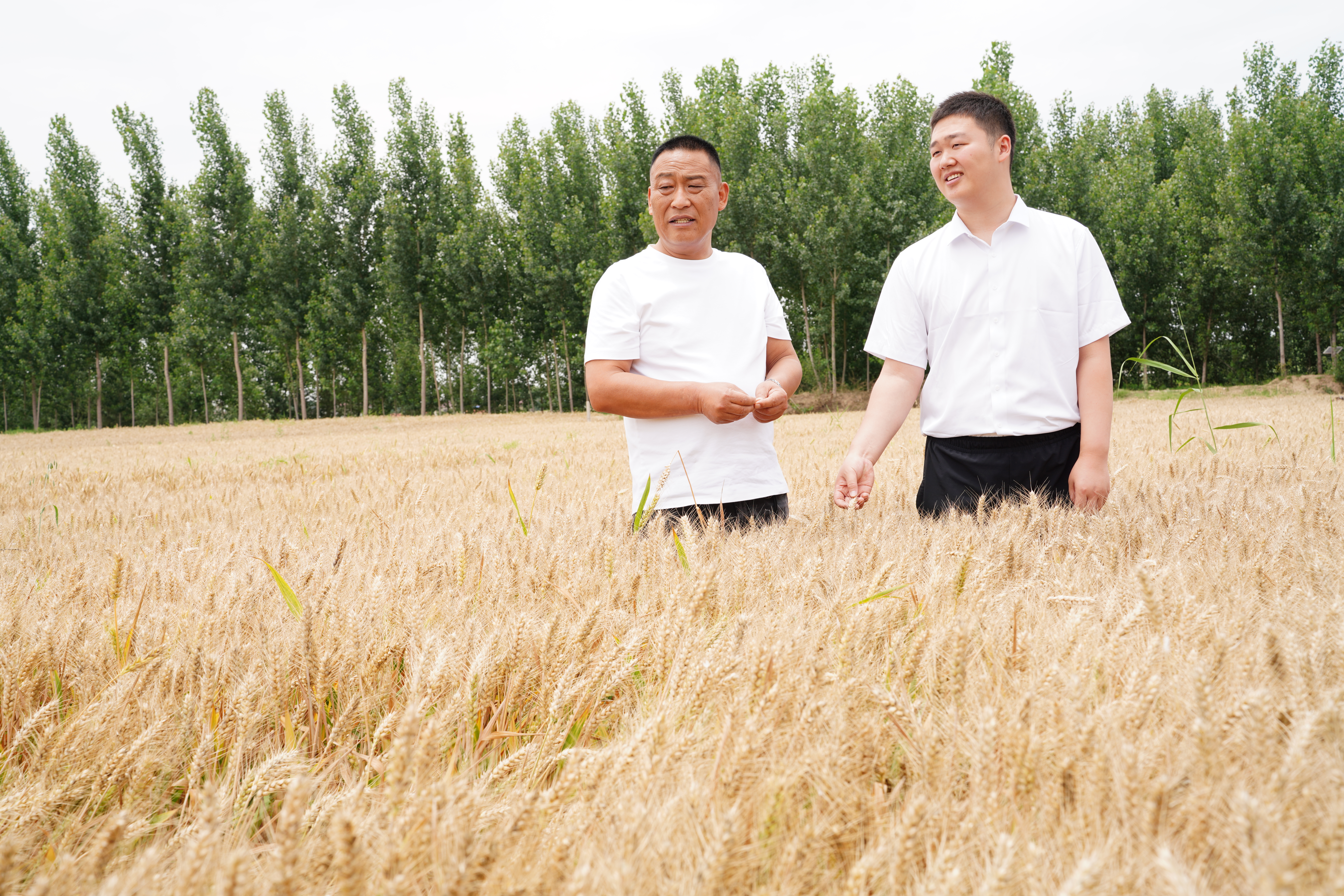张永哲(左一)向邮储银行延津县支行客户经理周爽介绍当地小麦长势 (王凡星 摄)