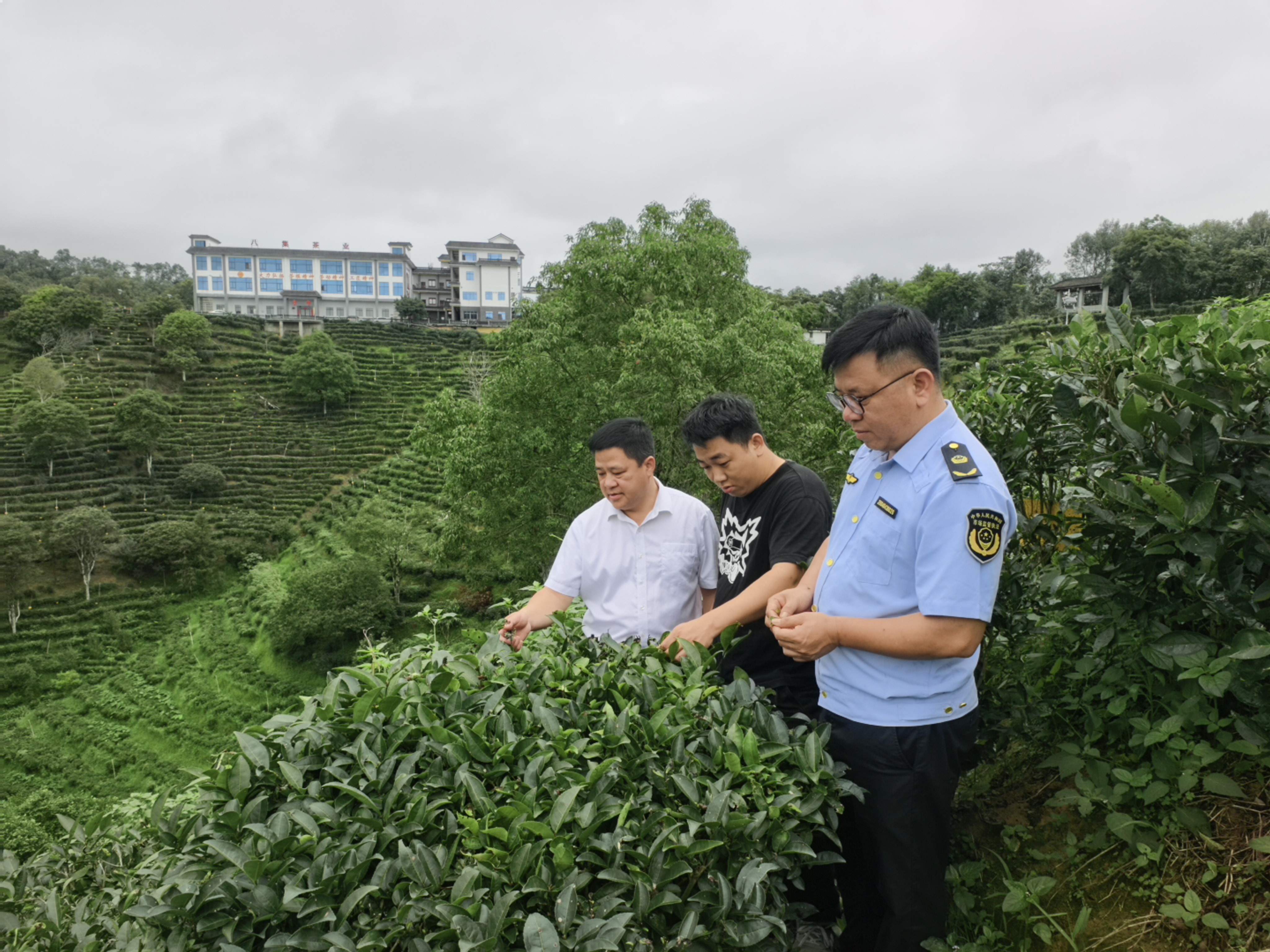 政银双方深入茶园基地,实地调研茶叶生长及品质管控情况 苍梧农商银行供图
