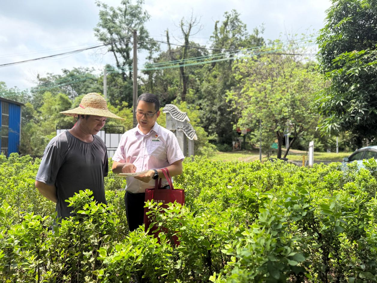 农行顺德北滘支行工作人员深入田间地头,向农户讲解反诈知识与惠农信贷政策,精准对接农业生产金融需求。(何洁梅 摄)