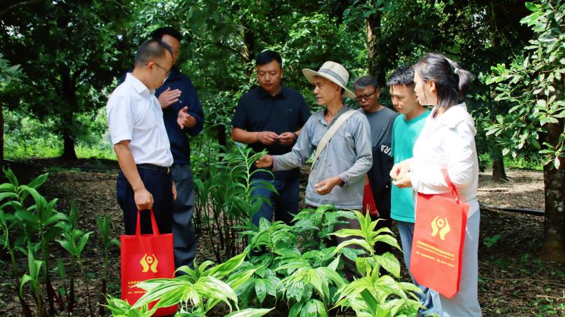 巧用金融“金钥匙” 打开林下“致富门”