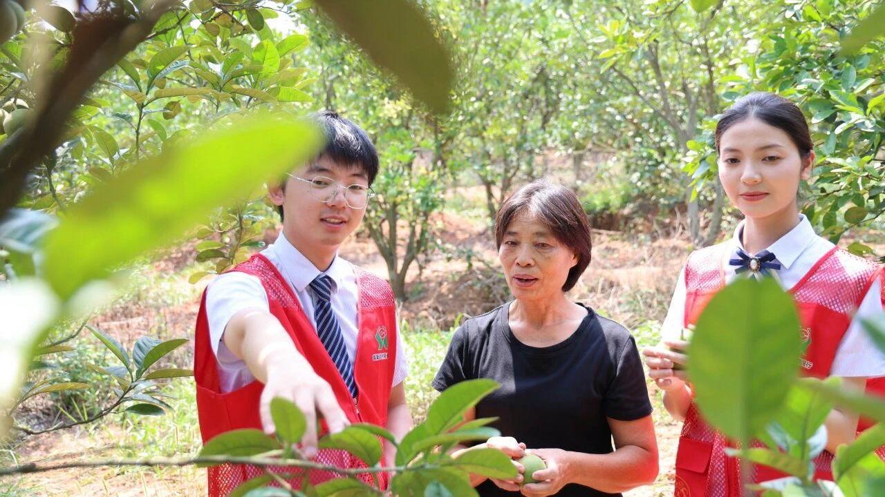 药香满园产业旺 金融赋能乡村兴