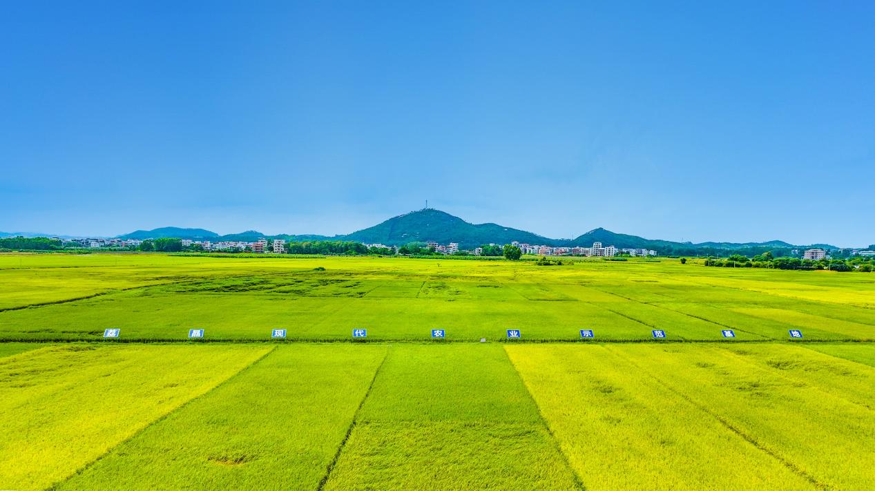 配图1