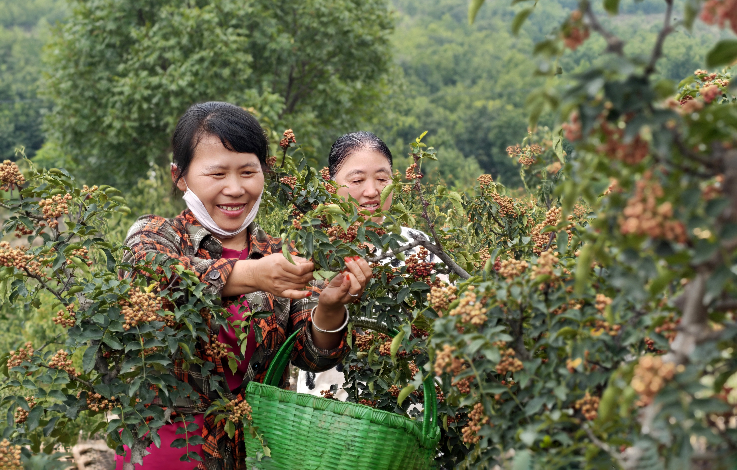 汝州桑树坪椒红满山,村民喜获丰收。中国人寿寿险河南省分公司供图