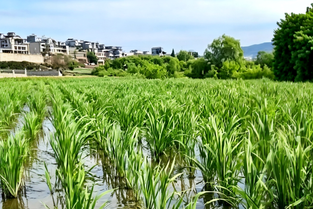 师宗县连片茭田 师宗县农信联社供图