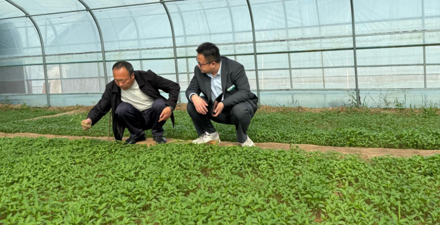 农行天水分行客户经理在辣椒育苗基地查看长势情况 农行天水分行供图