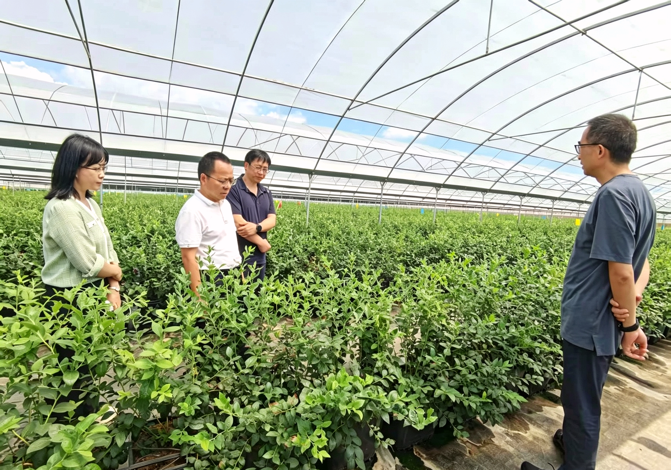 农行云南省分行、红河分行、蒙自市支行三级行工作人员深入蓝莓种植基地了解企业融资需求 农行红河分行供图