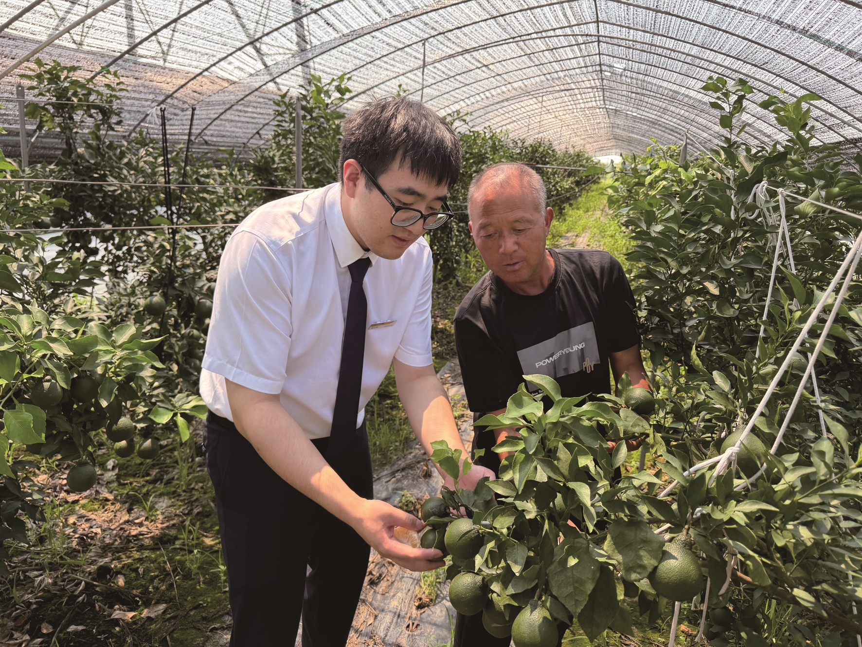 图为该支行客户经理在大棚内了解农户果蔬种植情况及融资需求(金仕隆 摄)