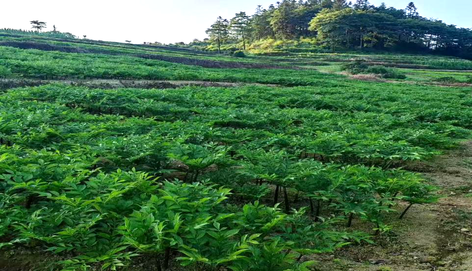 柳溪乡魔芋种植基地 彝良农商银行供图
