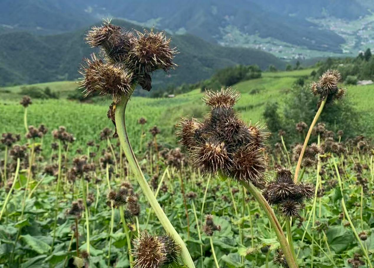 丽江市道地药材种植基地 农发行丽江市分行供图