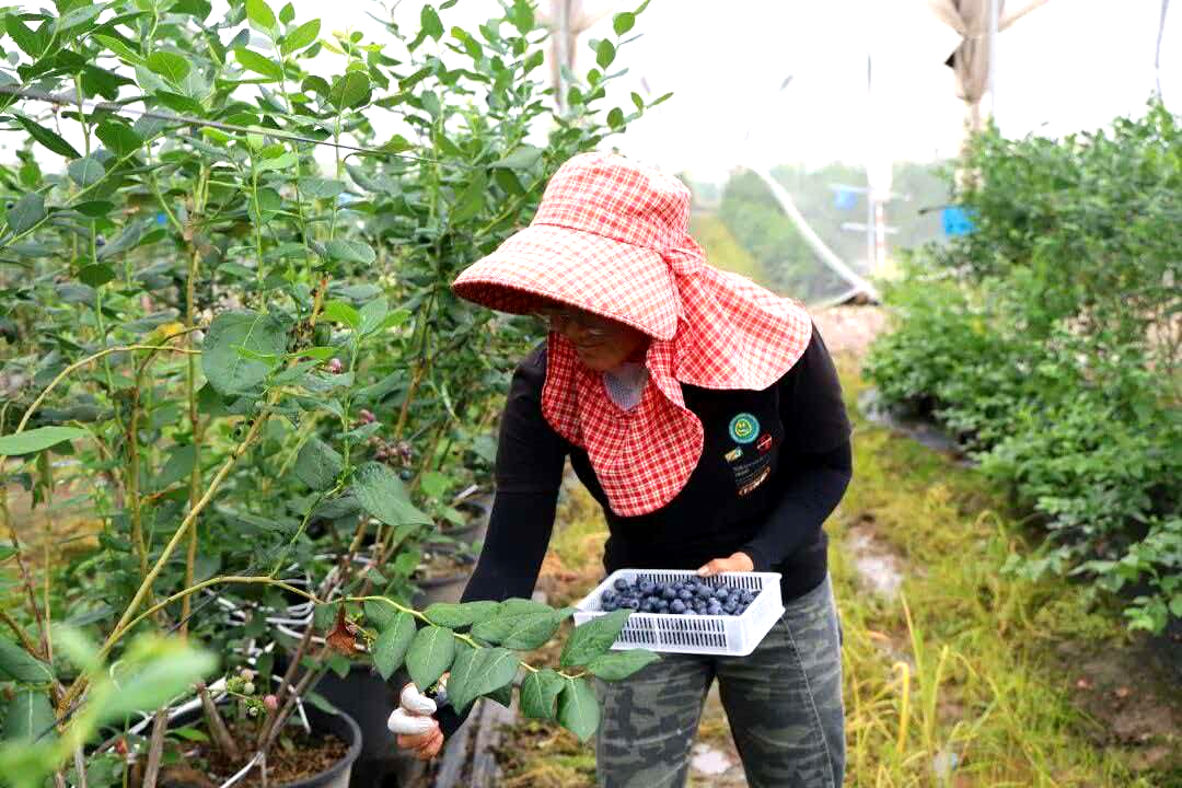 果农正采摘蓝莓 农发行怒江州分行供图