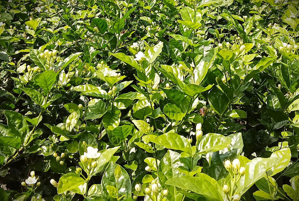 元江县茉莉花种植基地 农发行元江县支行供图