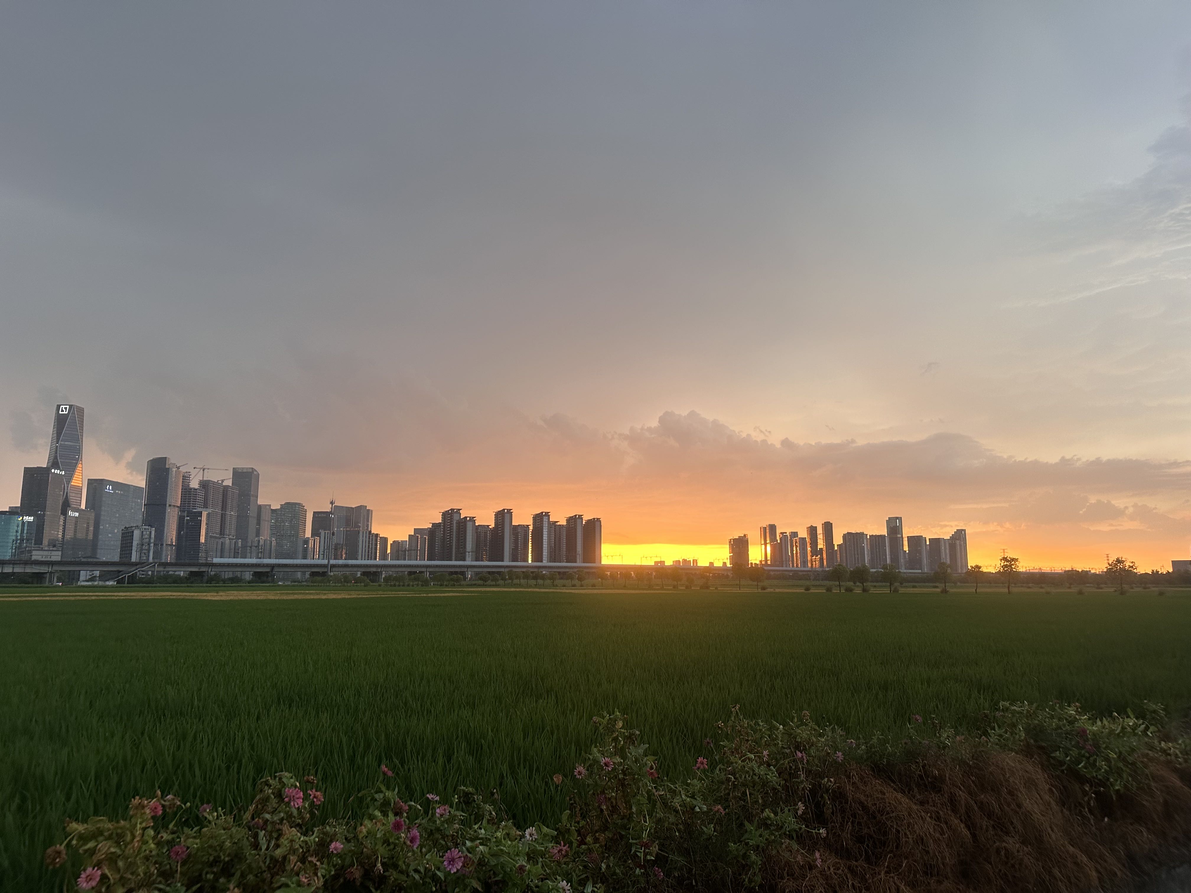 连片秧苗与钱江世纪城铁路列车和高楼大厦,构成了杭州独特的“稻田CBD”。农发行萧山支行供图