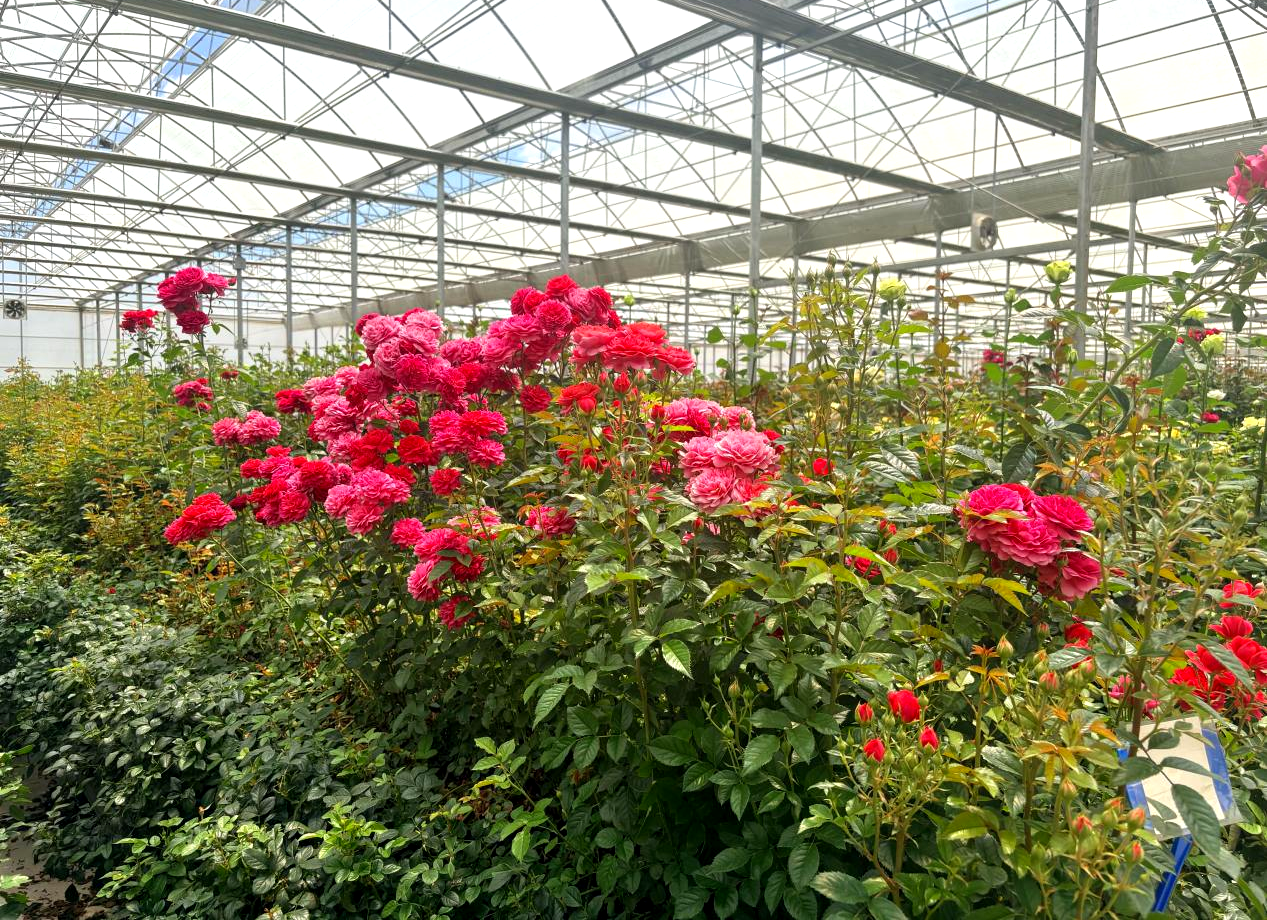 农发行昆明市分行信贷支持的花卉种植基地 农发行昆明市分行供图