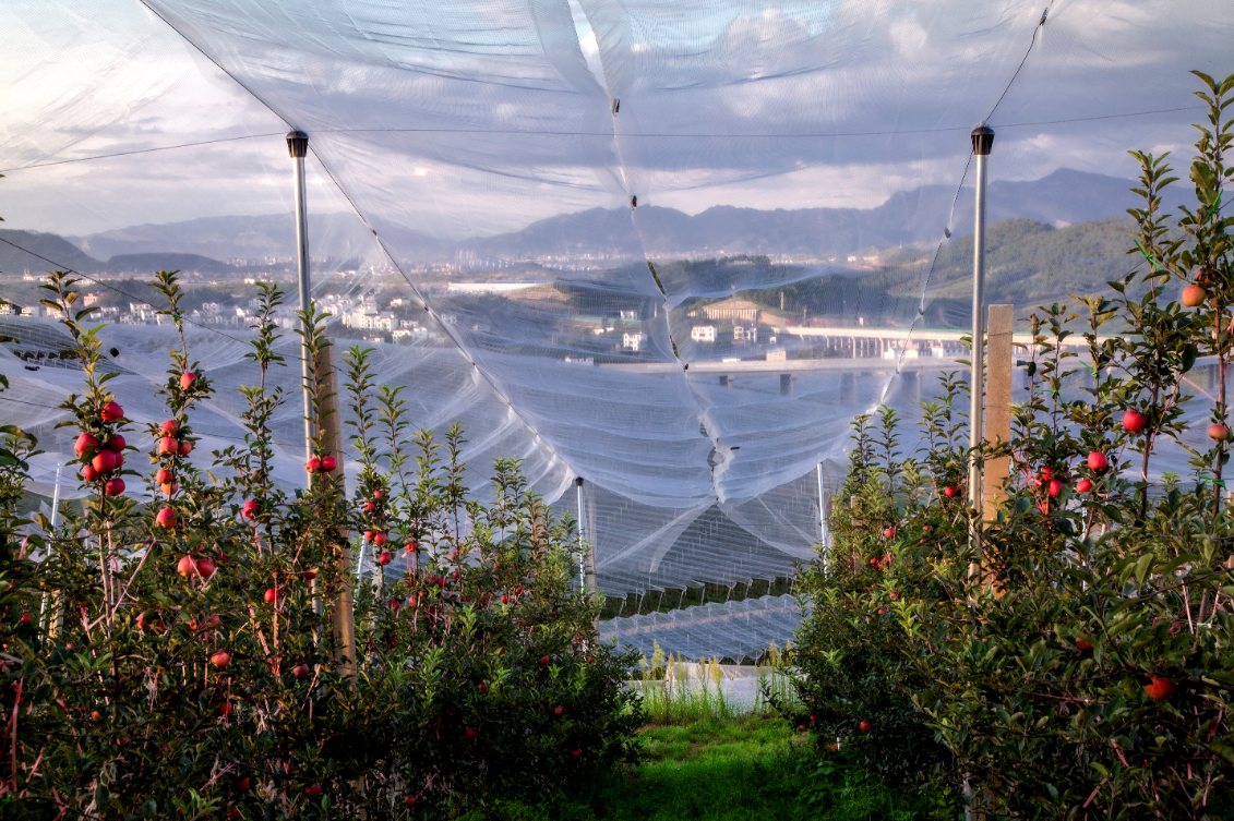 农发行昭通市分行信贷支持的苹果种植示范园 农发行昭通市分行供图