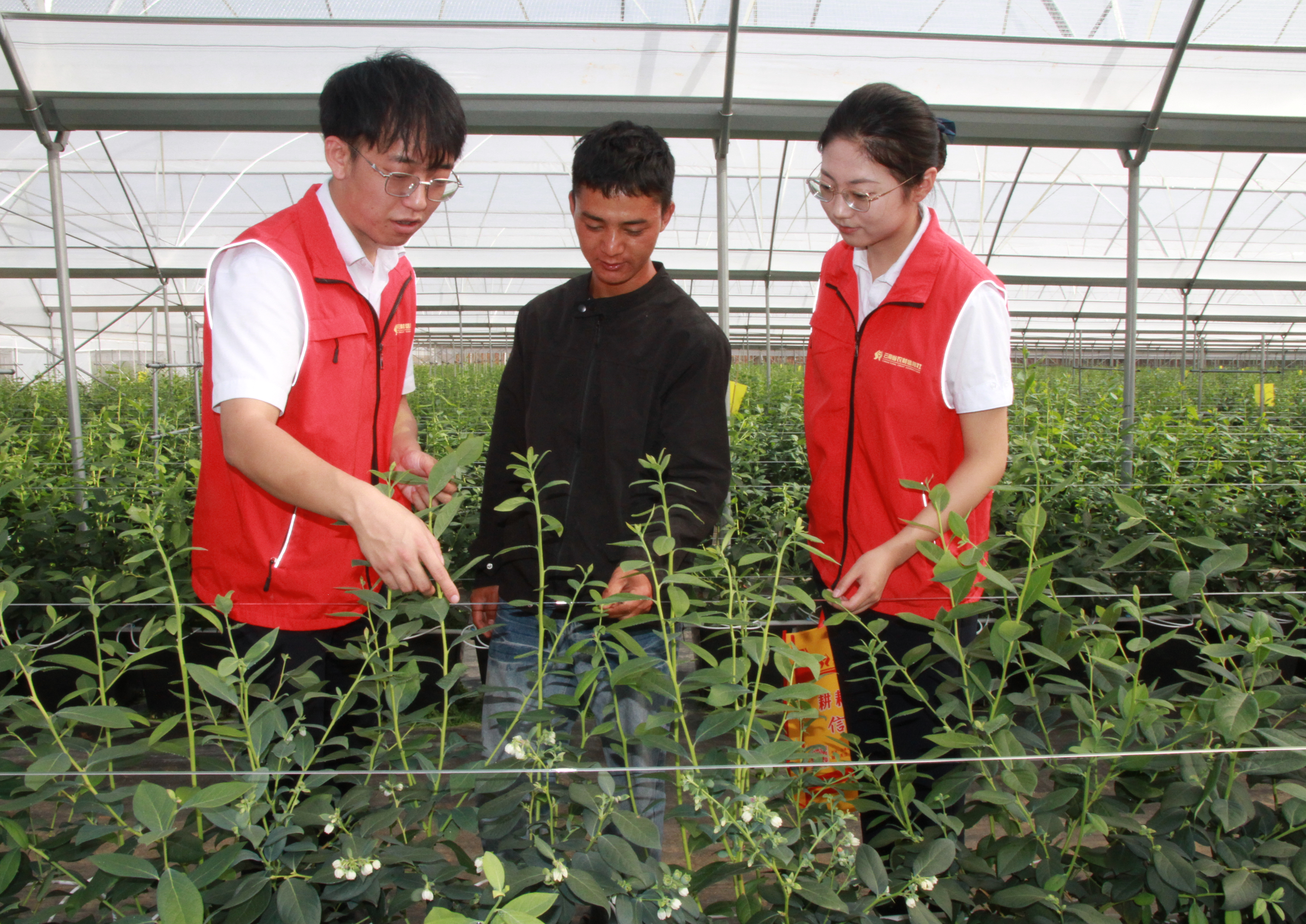 大理市农商银行客户经理深入蓝莓种植基地了解金融需求 大理市农商银行供图