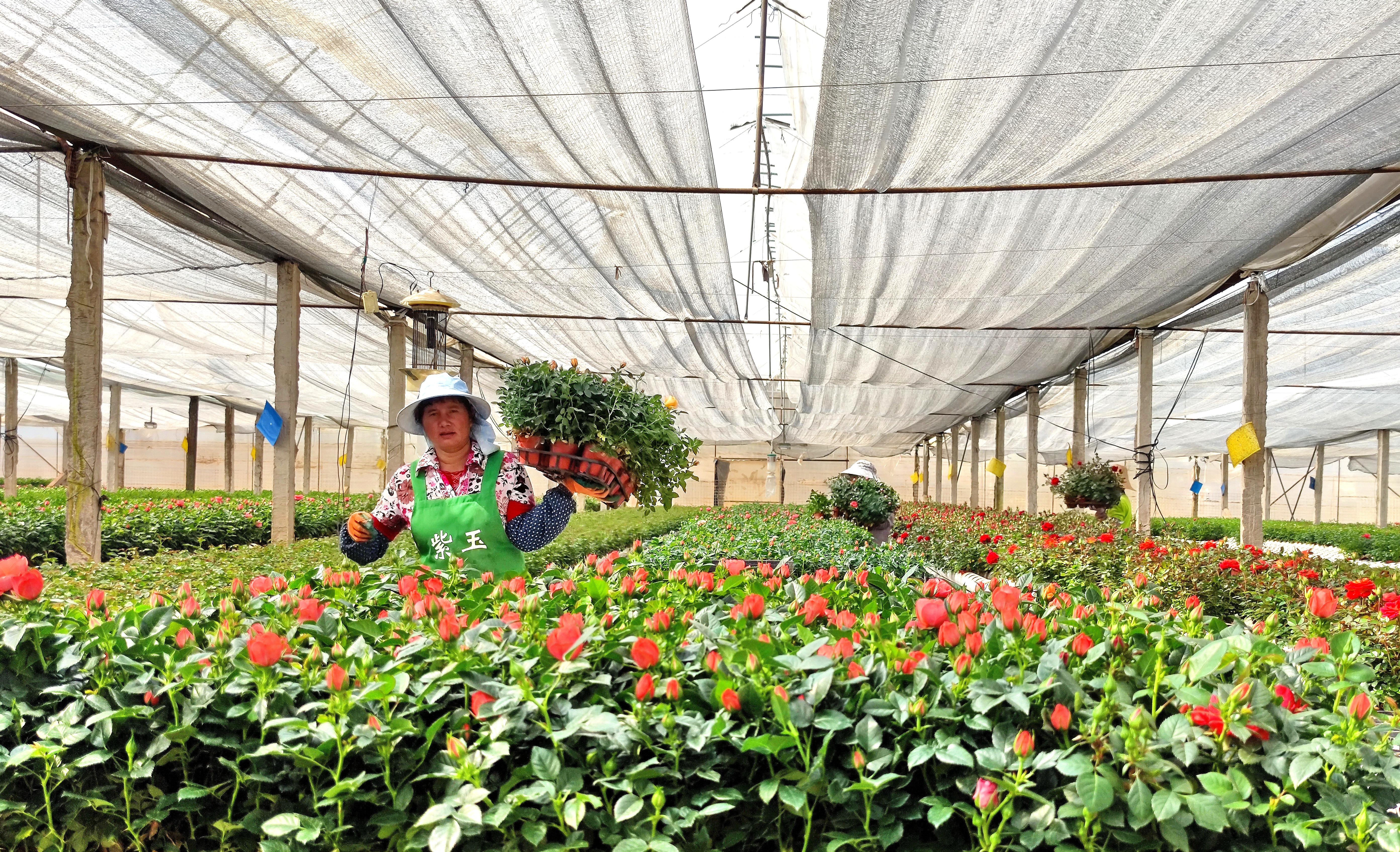 农行玉溪分行推出“花农贷”支持花卉种植 农行玉溪分行供图