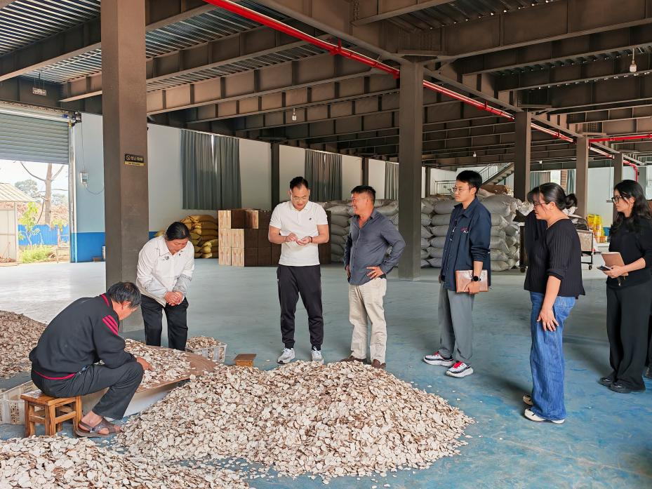 人民银行普洱市分行工作人员深入中药材生产加工企业调研 人民银行普洱市分行供图
