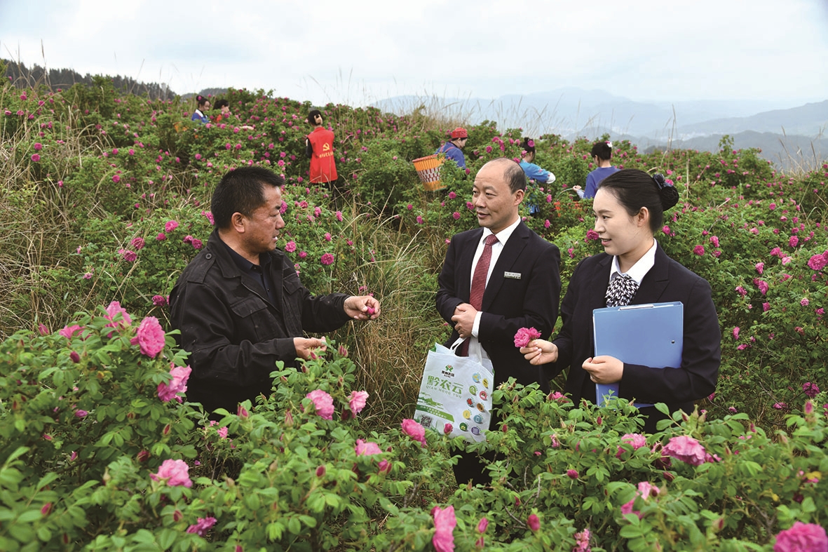 贵州农信客户经理实地走访玫瑰花种植基地,摸排种植规模、产销瓶颈及融资需求。贵州农信供图