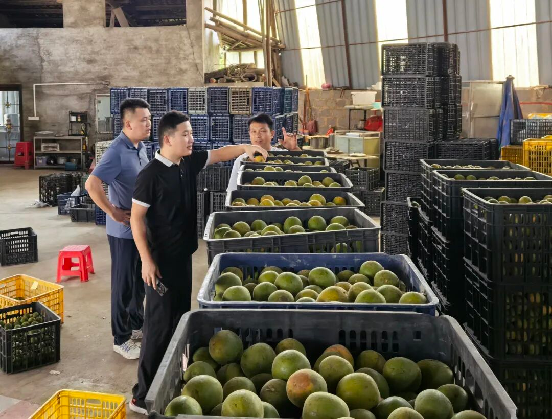 广西农担公司业务经理对罗汉果收购商进行现场尽调 广西农担公司供图