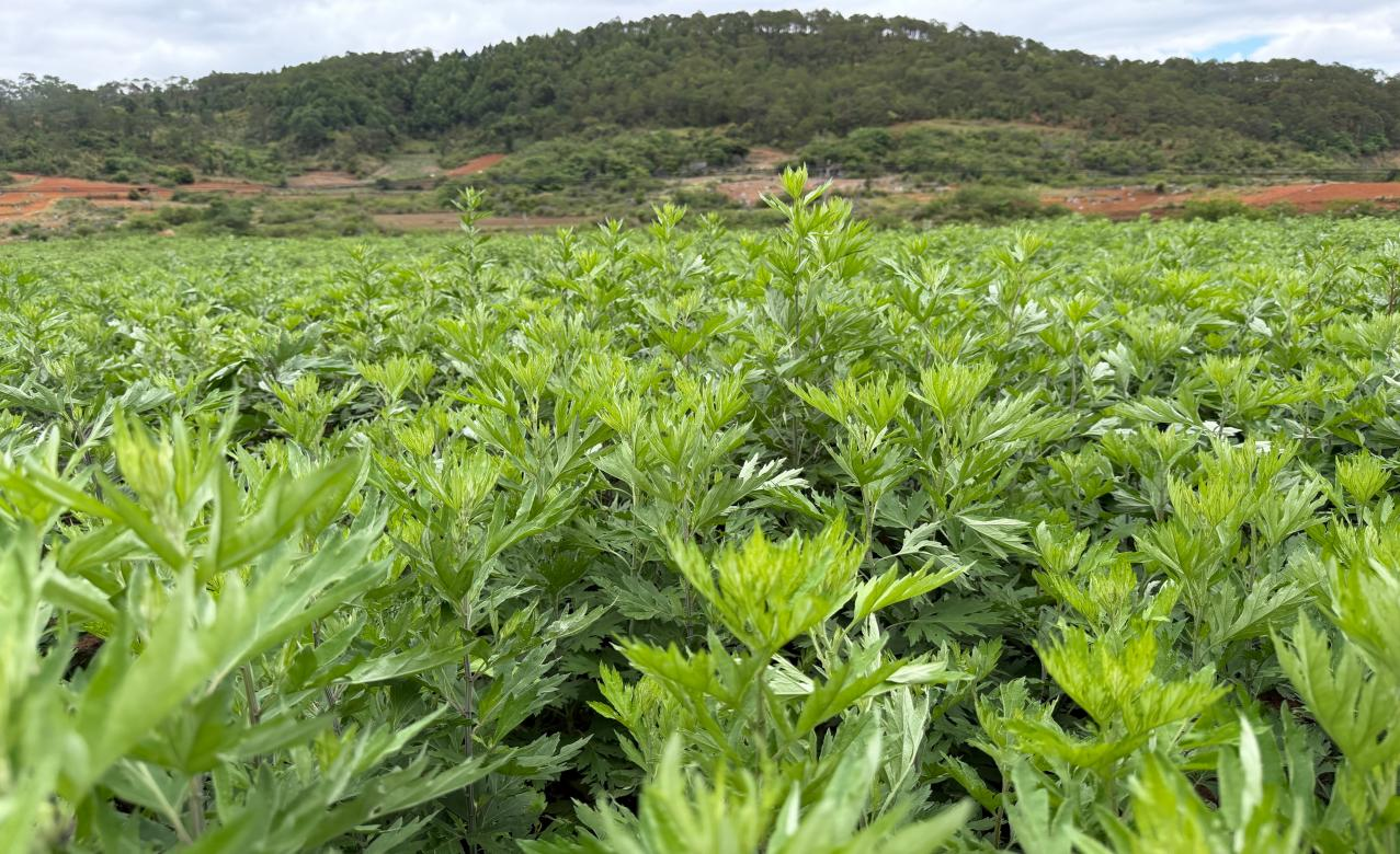 位于砚山县的艾草种植基地 农行文山分行供图